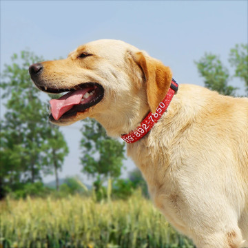Collier Chien Nylon Brode Personnalise